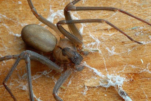 brown-recluse-spider-on-a-web