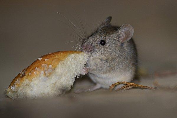 house-mouse-eating-bread