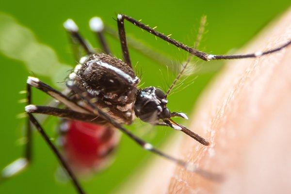 mosquito-biting-human-skin-spreading-illness