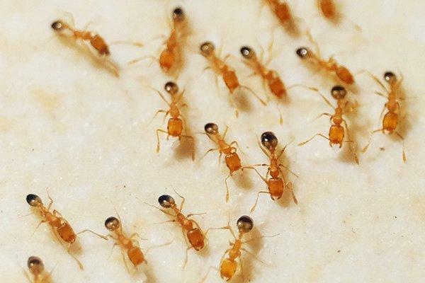 pharaoh-ants-crawling-on-kitchen-counter