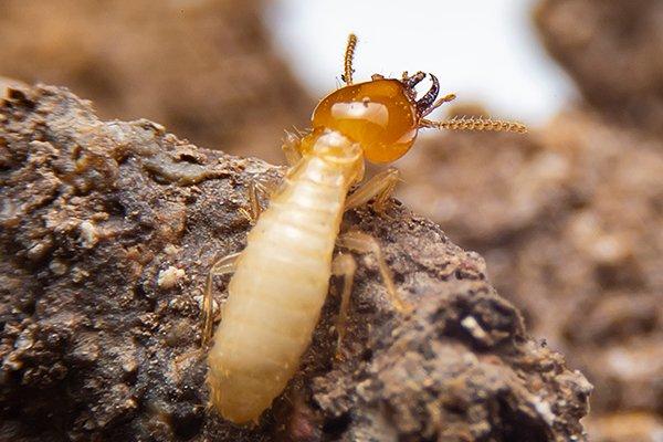termite-crawling-on-nest-in-wood