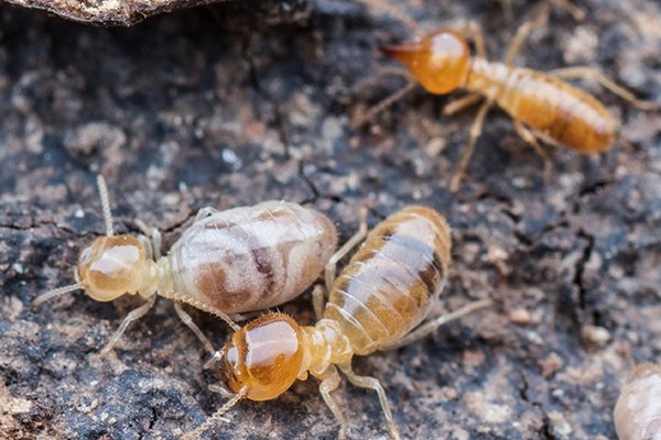 termites-crawling-on-chewed-wood