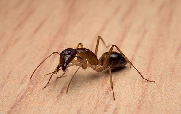 carpenter-ant-crawling-on-wooden-table